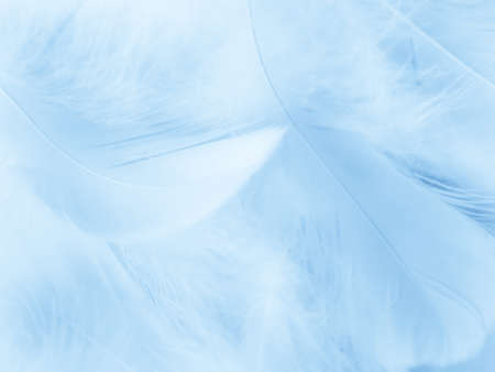 Beautiful abstract blue feathers on white background, white feather texture and blue background, feather wallpaper, blue texture banners, love theme, valentines day, gray gradientの写真素材