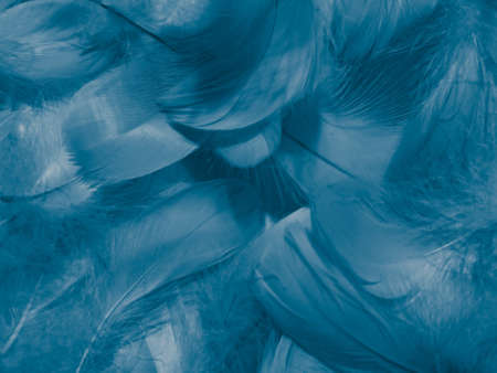 Beautiful abstract blue feathers on white background, white feather texture and blue background, feather wallpaper, blue texture banners, love theme, valentines day, gray gradientの写真素材