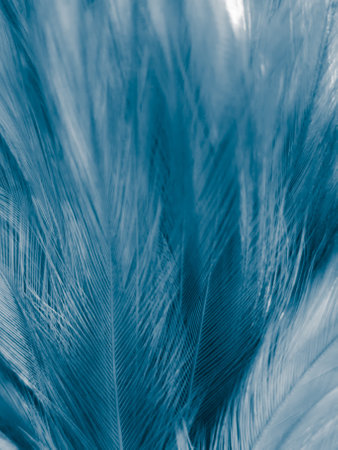 Beautiful abstract blue feathers on white background, white feather texture and blue background,...