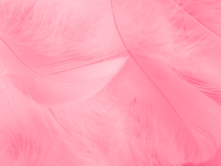 Beautiful abstract light pink feathers on white background,  white feather frame on pink texture pattern and pink background, love theme wallpaper and valentines day, white gradientの写真素材