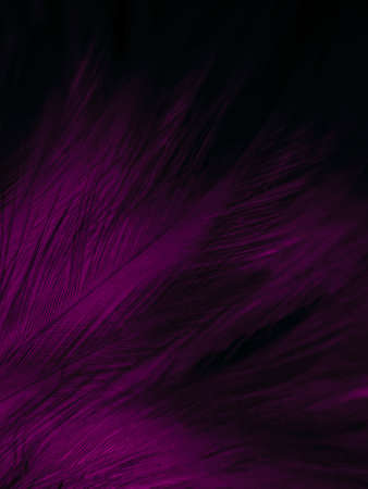 Beautiful abstract light pink feathers on white background,  white feather frame on pink texture pattern and pink background, love theme wallpaper and valentines day, white gradientの写真素材