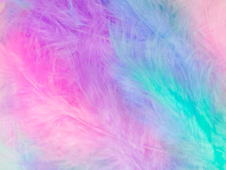 Beautiful abstract light pink feathers on colorful background, colorful feather frame on green purple and blue texture pattern, pink background, love theme wallpaper, valentines day, white gradientの写真素材