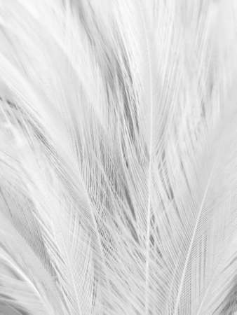 Beautiful abstract black feathers on white background and soft white feather texture on white texture pattern, dark theme wallpaper, gray feather background, gray banners, white gradientの写真素材