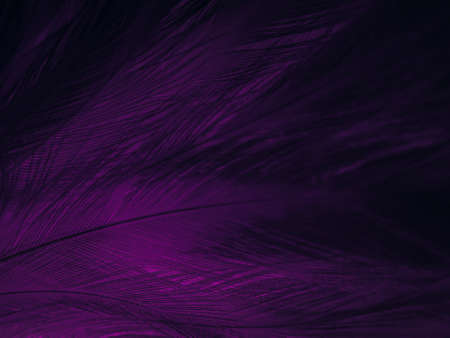 Beautiful abstract purple feathers on white background, black feather texture on dark pattern and purple background, colorful feather wallpaper, love theme, valentines day, light purple gradientの写真素材