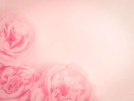 Beautiful abstract color red flowers on white background, light pink flower frame, pink leaves texture, gray background, valentines day, love theme, pink texture, white gradientの写真素材