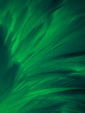 Beautiful abstract green feathers on white background, yellow feather texture on dark pattern,  green background, feather wallpaper, love theme, valentines day, green gradient textureの写真素材