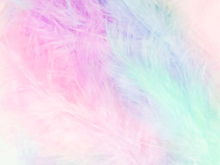 Beautiful abstract light pink feathers on colorful background, colorful feather frame on green purple and blue texture pattern, pink background, love theme wallpaper, valentines day, white gradientの写真素材