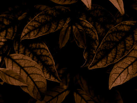Beautiful abstract color yellow flowers on black background and gold flower frame and brown leaves texture, dark background, orange and gold love banner, brown and yellow backgroundの写真素材