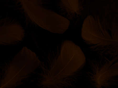 Beautiful abstract brown feathers on black background and soft yellow feather texture on dark pattern and yellow background, feather background, gold feathers banners, brown textureの写真素材