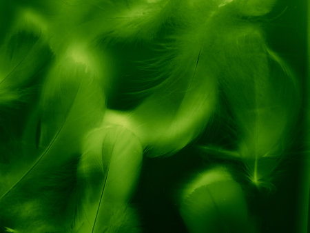 Beautiful abstract green feathers on black background, yellow feather texture on dark pattern,  green background, feather wallpaper, love theme, valentines day, green gradient textureの写真素材