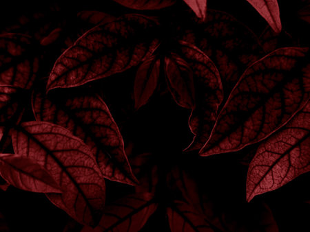 Beautiful abstract color white and red flowers on black background, light pink flower frame,  pink leaves texture, dark background, valentines day, love theme, red textureの写真素材