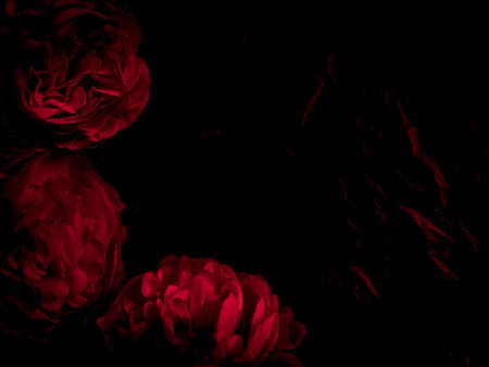 Beautiful abstract color black and red flowers on black background, light pink flower frame, pink leaves texture, dark background, valentines day, love theme, red textureの写真素材