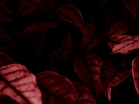 Beautiful abstract color black and red flowers on black background, light pink flower frame, pink leaves texture, dark background, valentines day, love theme, red textureの写真素材