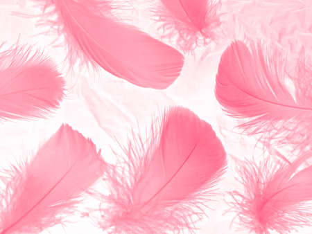 Beautiful abstract light pink feathers on white background,  white feather frame on pink texture pattern and pink background, love theme wallpaper and valentines day, white gradientの写真素材