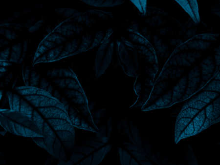 Beautiful abstract color black and blue flowers on black background, light purple flower frame,  blue leaves texture, dark background, valentines day, love theme blue leaves textureの写真素材