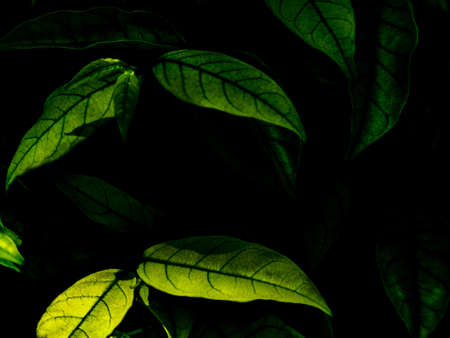 Beautiful abstract green flowers on dark background and yellow flower frame and green leaves...