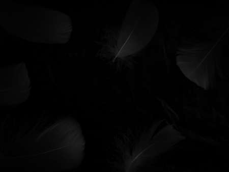 Beautiful abstract gray feathers on black background, soft white feather texture on dark texture pattern, love theme wallpaper, black feather background, white gradient frame bannersの写真素材