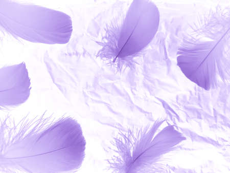 Beautiful abstract purple feathers on white background, black feather texture on dark pattern and purple background, colorful feather wallpaper, love theme, valentines day, light purple gradientの写真素材