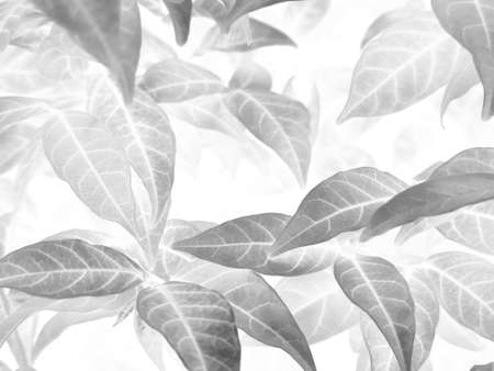 Beautiful abstract color white flowers on white background, black leaves texture, gray background, colorful graphics banner, white leaves, leaves textureの写真素材