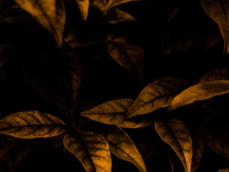 Beautiful abstract color black and yellow flowers on black background and gold flower frame and...