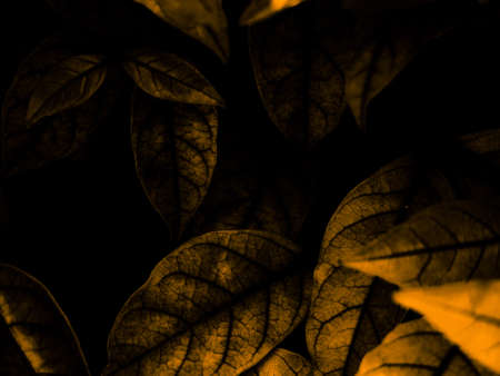 Beautiful abstract color black and yellow flowers on black background and gold flower frame and...
