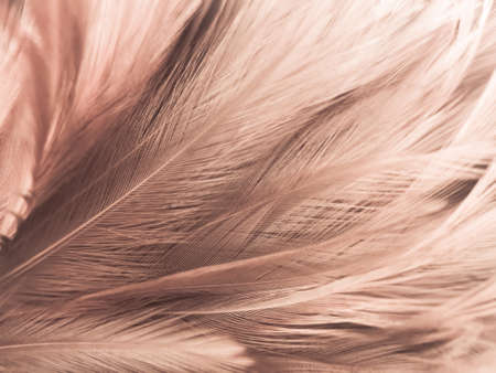 Beautiful abstract white and brown feathers on white background and soft yellow feather texture on white pattern and yellow background, feather background, gold feathers bannersの写真素材