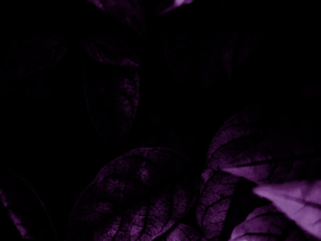 Beautiful abstract  blue and purple flowers on black background, black flower frame, dark leaves texture, purple background, purple background, flowers for Christmas and valentine celebrationsの写真素材