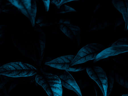 Beautiful abstract black blue flowers on black background, light purple flower frame,  blue leaves texture, dark background, flowers for Christmas and valentines day, love theme blue leaves textureの写真素材