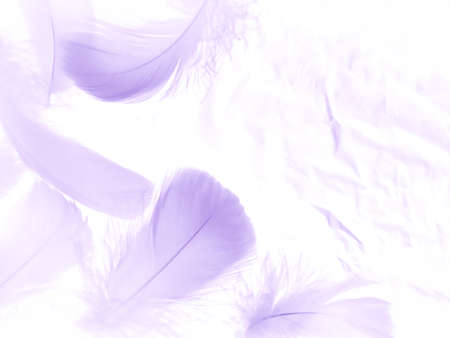 Beautiful abstract purple feathers on white background, black feather texture on dark pattern and purple background, colorful feather wallpaper, love theme, valentines day, dark textureの写真素材