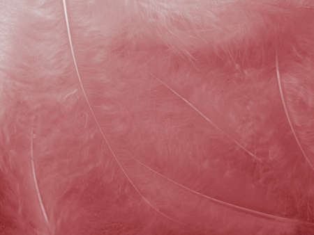 Beautiful abstract color white and pink feathers on white background and soft white feather texture on pink pattern and pink background, love theme wallpaper, valentines dayの写真素材