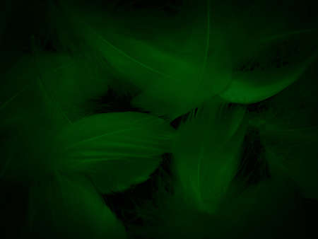 Beautiful abstract green feathers on black background, blue feather texture on dark pattern,  green background, feather wallpaper, love theme, valentines day, green gradient textureの写真素材