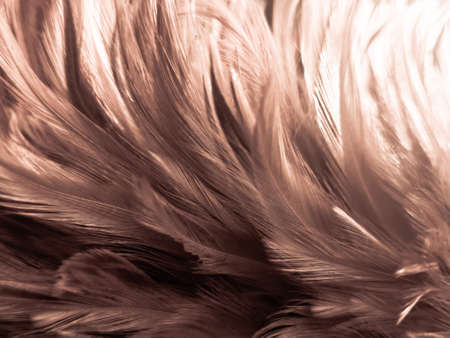 Beautiful abstract white and brown feathers on white background and soft yellow feather texture on white pattern and yellow background, feather background, gold feathers banners, brown textureの写真素材