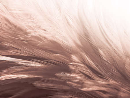 Beautiful abstract white and brown feathers on white background and soft yellow feather texture on white pattern and yellow background, feather background, gold feathers banners, brown textureの写真素材