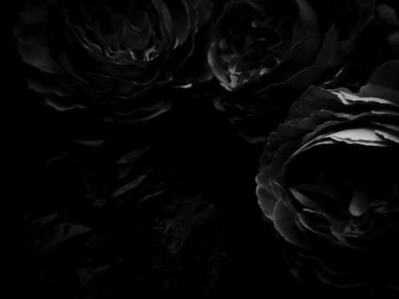 Beautiful abstract color gray and black flowers on dark background, dark leaves texture, dark background, white leaves, black leaves texture, flowers for Christmas and valentines celebrationsの写真素材