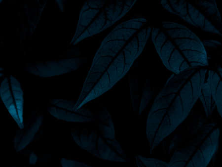 Beautiful abstract black blue flowers on black background, light purple flower frame,  blue leaves texture, dark background, flowers for Christmas and valentines day, love theme blue leaves textureの写真素材