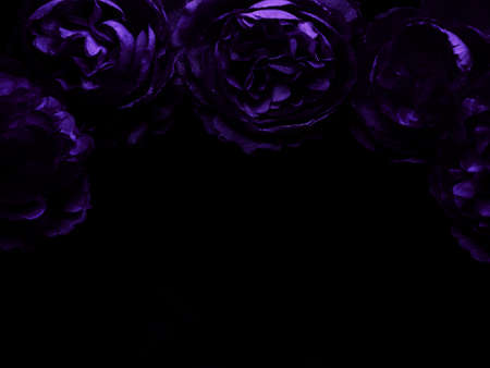 Beautiful abstract  blue and purple flowers on black background, black flower frame, dark leaves texture, purple background, purple background, flowers for Christmas and valentine celebrationsの写真素材
