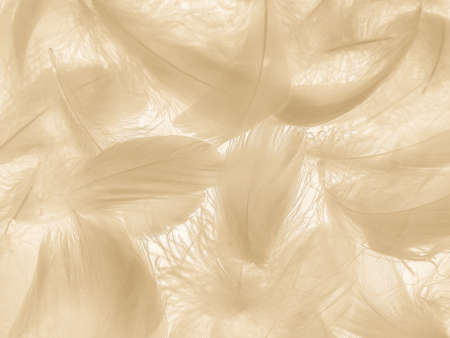 Beautiful abstract white and brown feathers on white background and soft yellow feather texture on white pattern and yellow background, feather background, gold feathers banners, brown textureの写真素材