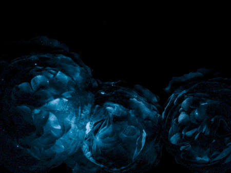 Beautiful abstract black blue flowers on black background, light purple flower frame,  blue leaves texture, dark background, flowers for Christmas and valentines day, love theme blue leaves textureの写真素材