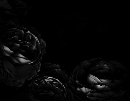 Beautiful abstract color gray and black flowers on dark background, dark leaves texture, dark background, white leaves, black leaves texture, flowers for Christmas and valentines celebrationsの写真素材