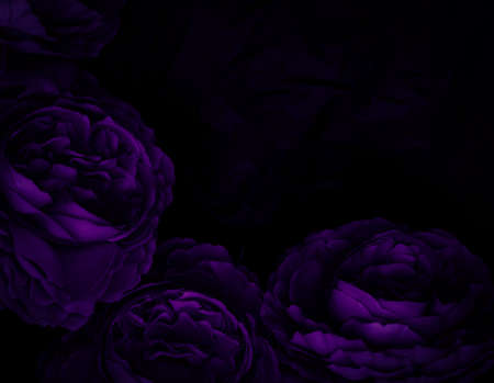 Beautiful abstract  blue and purple flowers on black background, black flower frame, dark leaves...