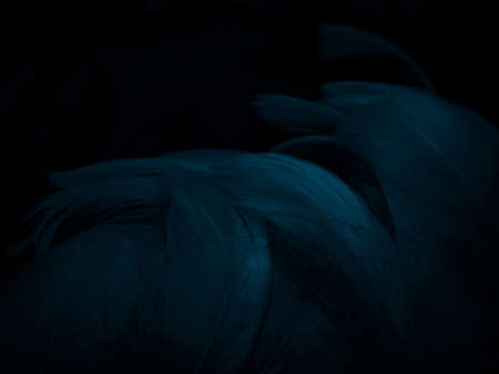 Beautiful abstract blue feathers on white background, white feather texture and blue background,...