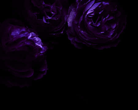 Beautiful abstract  blue and purple flowers on black background, black flower frame, dark leaves texture, purple background, purple background, flowers for Christmas and valentine celebrationsの写真素材