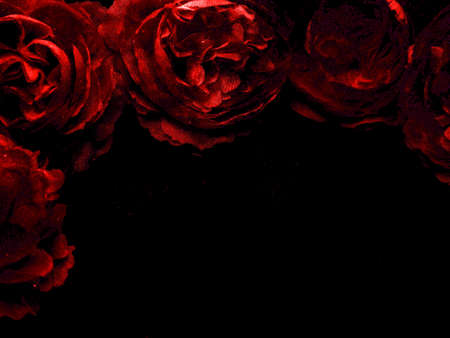 Beautiful abstract color black and red flowers on black background, light pink flower frame, pink leaves texture, dark background, Christmas and valentines day celebration, love theme, red textureの写真素材