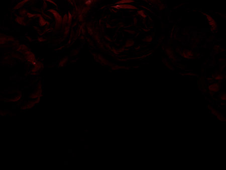 Beautiful abstract color black and red flowers on black background, light pink flower frame, pink leaves texture, dark background, Christmas and valentines day celebration, love theme, red textureの写真素材