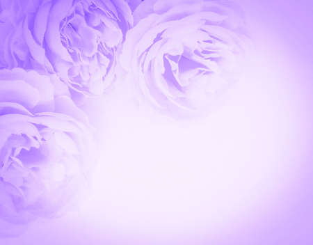 Beautiful abstract color white and purple flowers on white background and purple flower frame and purple leaves texture, purple background, purple background, purple graphics bannerの写真素材