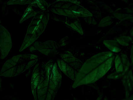 Beautiful abstract green flowers on dark background, yellow flower frame, green leaves texture, green background, dark theme, green leaves texture, flowers for Christmas and Valentine celebrationsの写真素材