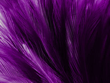 Beautiful abstract purple feathers on white background, black feather texture on dark pattern and purple background, purple feather background, purple bannersの写真素材
