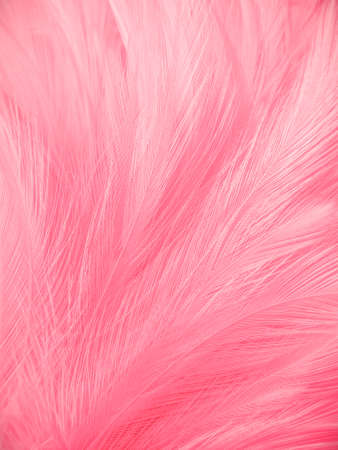 Beautiful abstract light pink feathers on white background,  white feather frame on pink texture pattern, pink background, love theme wallpaper and valentines day, white gradientの写真素材