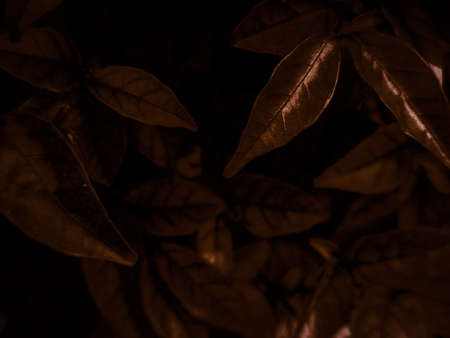 Beautiful abstract black yellow flowers on black background, gold flower frame,brown leaves texture, dark background, orange love banner, brown yellow background, flowers for Christmas and valentinesの写真素材