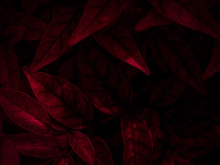 Red leaves background. Abstract red leaves on black background. 3d renderingの写真素材